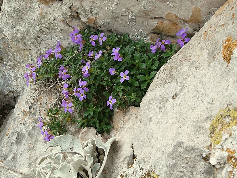 Aubretia columnae e Inula verbascifolia in habitat
